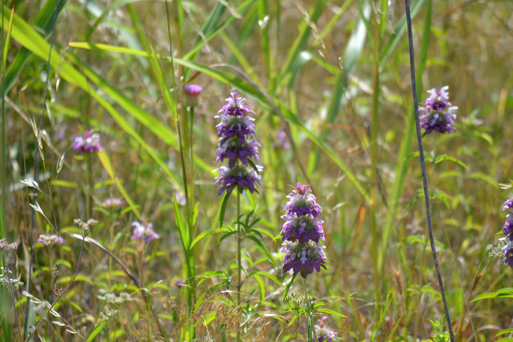 Monarda citriodora (Lemon Beebalm)