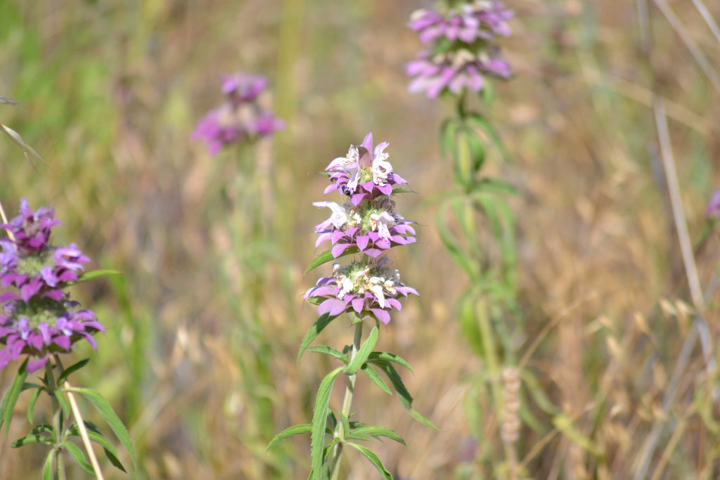 Monarda citriodora (Lemon Beebalm)