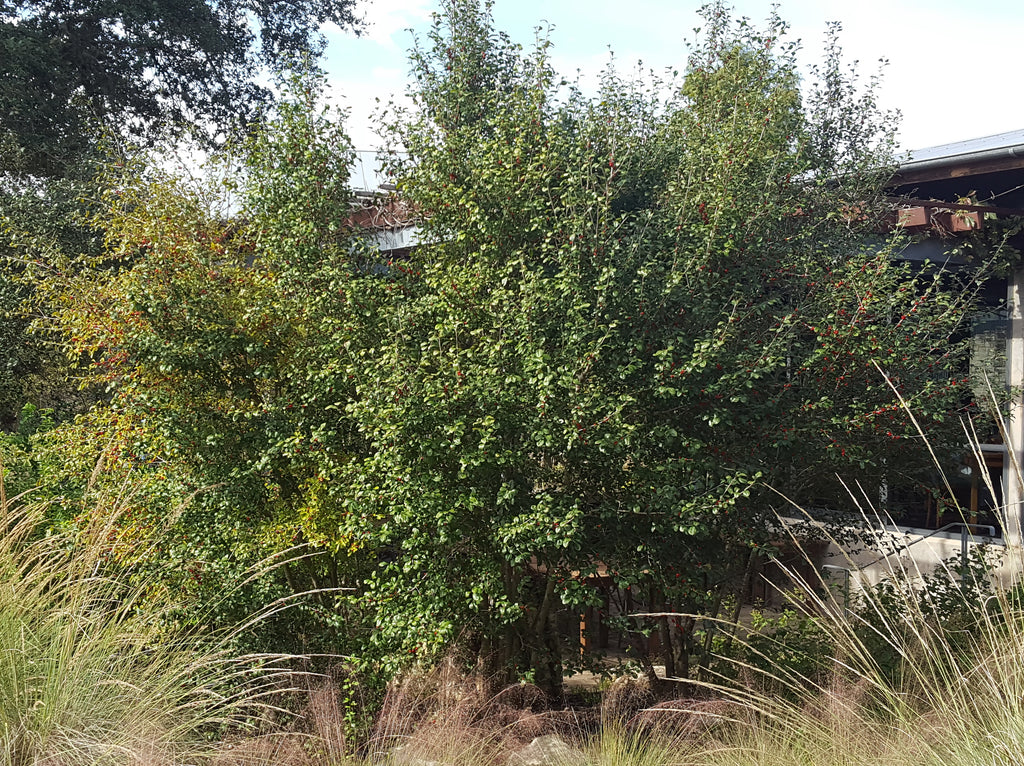 Possumhaw holly (Ilex decidua)