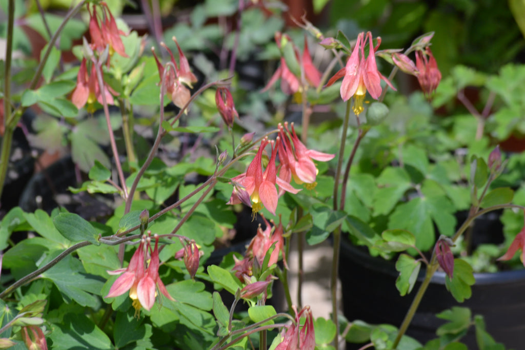 Columbine, Red (Aquilegia canadensis)