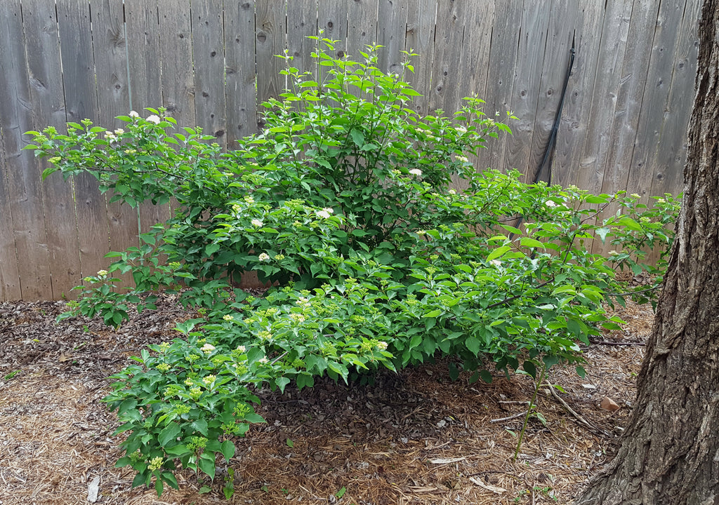 Roughleaf dogwood (Cornus drummondii)