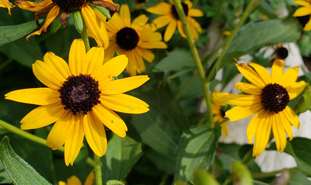 Black-Eyed Susan 'Goldsturm' (Rudbeckia fulgida var. sullivantii 'Goldsturm')