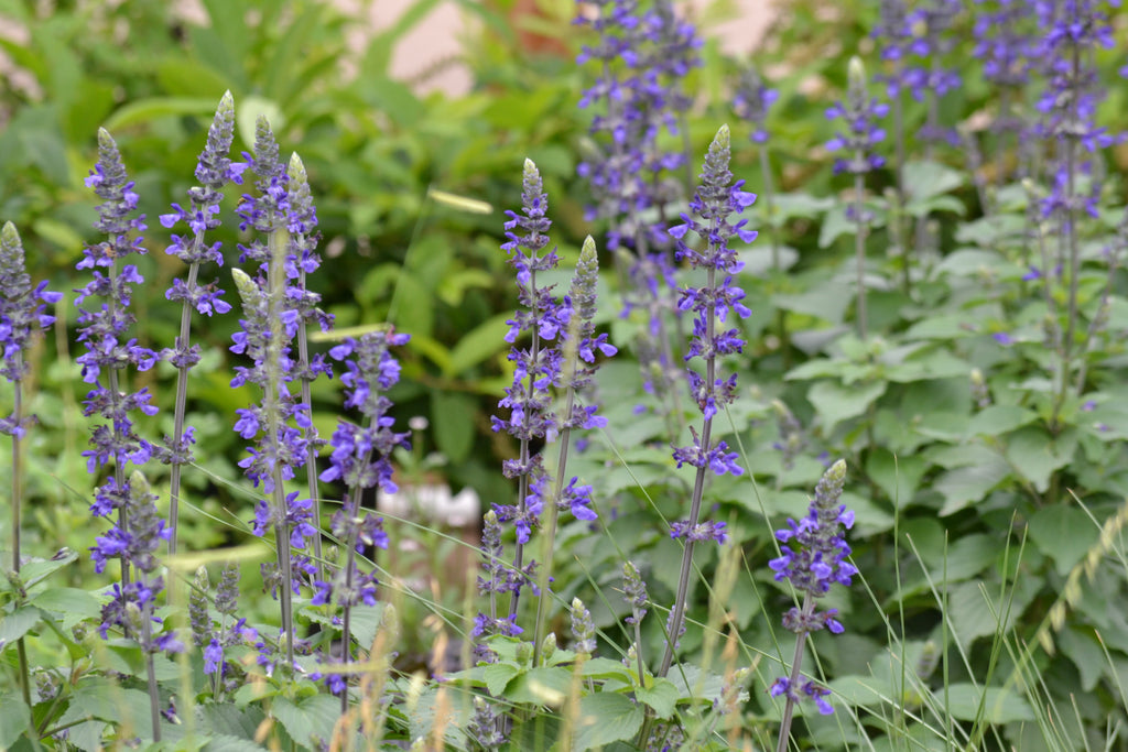 Salvia 'Mystic Spires' (Salvia x 'Mystic Spires')