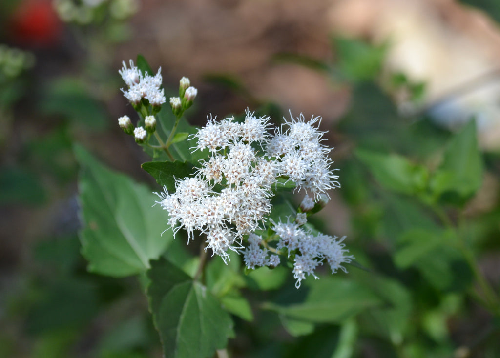 Shrubby boneset (Ageratina havanensis)