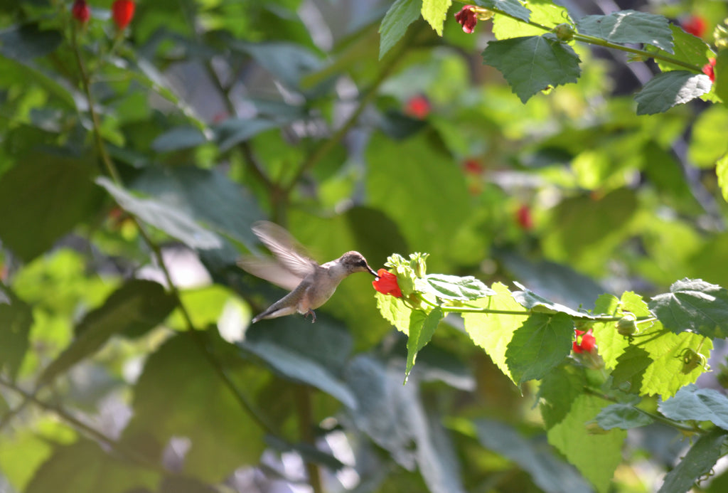 Turk's cap (Malvaviscus arboreus var. drummondii)