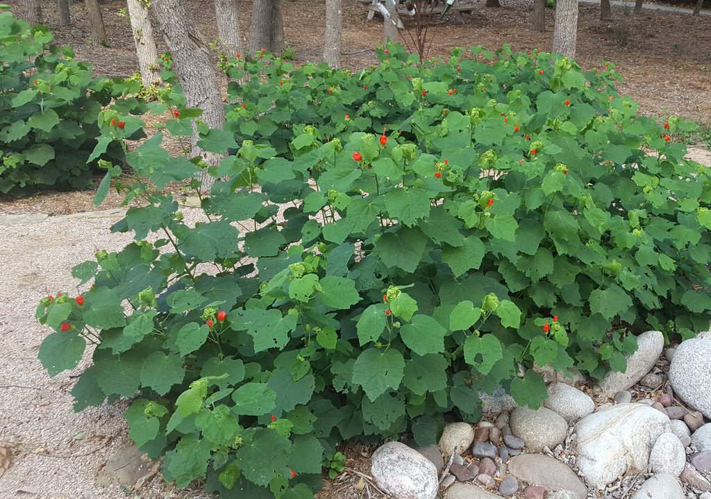 Turk's cap (Malvaviscus arboreus var. drummondii)