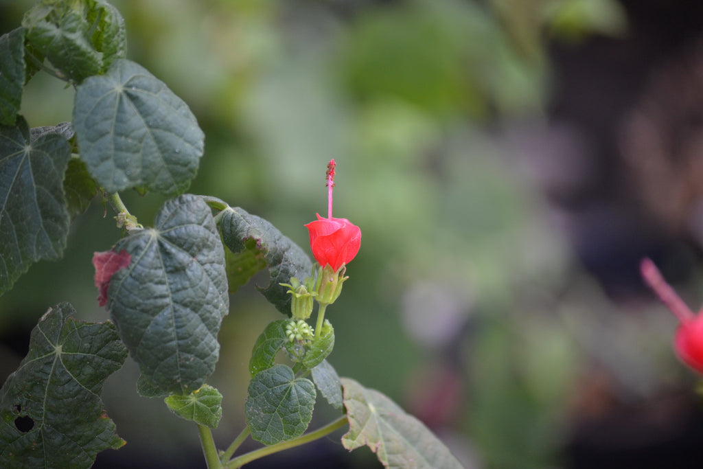 Turk's cap (Malvaviscus arboreus var. drummondii)