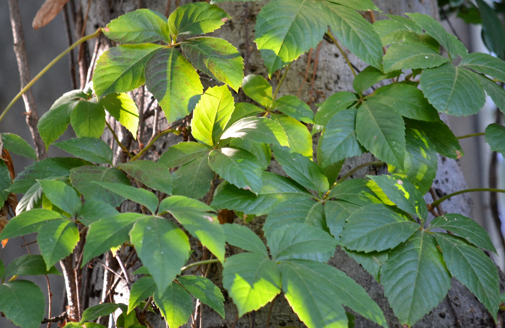 Virginia creeper (Parthenocissus quinquefolia)