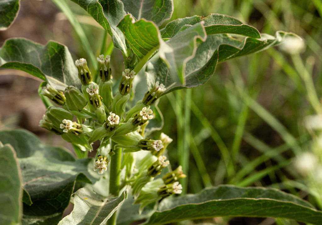 Asclepias oenotheroides (Zizotes Milkweed)