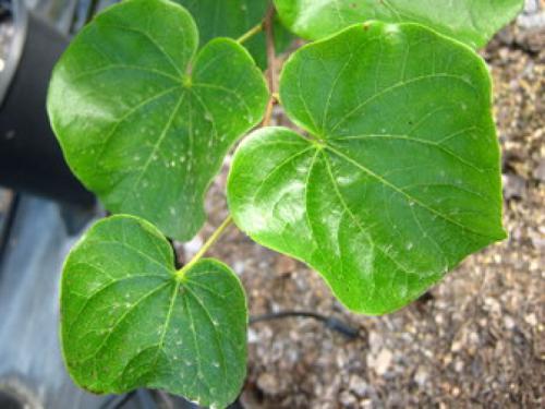 Texas Redbud (Cercis canadensis L. var. texensis)