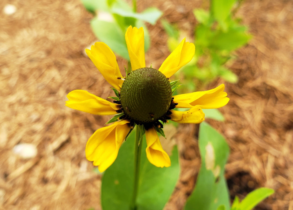 Clasping Coneflower (Dracopis amplexicaulis)