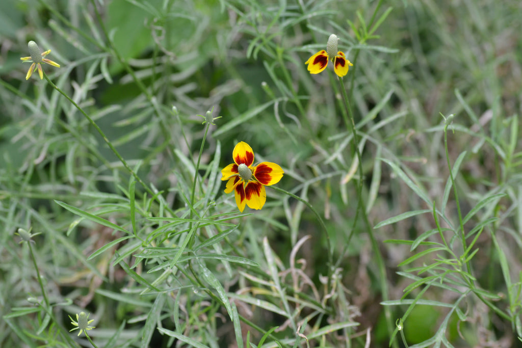 Mexican Hat (Ratibida columnifera)