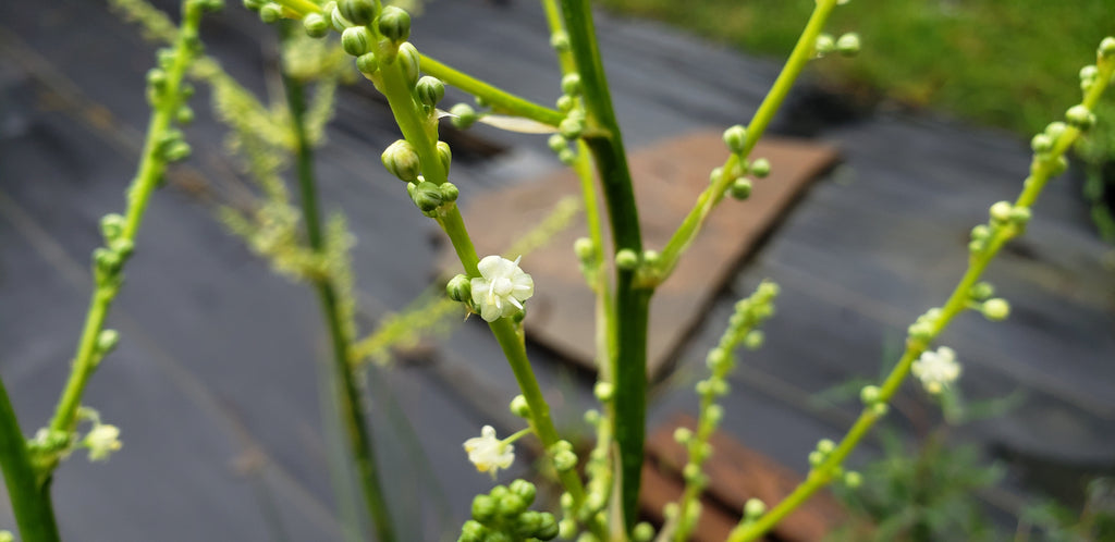 Lindheimer's Beargrass (Nolina lindheimeriana)