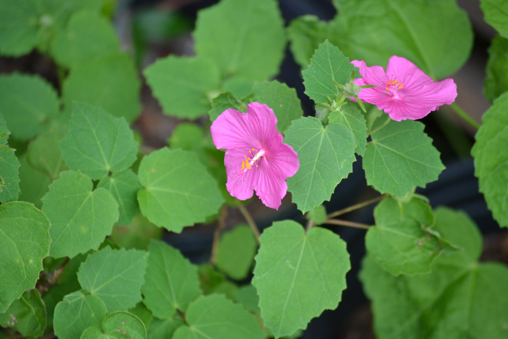 Pavonia lasiopetala (Rock Rose)